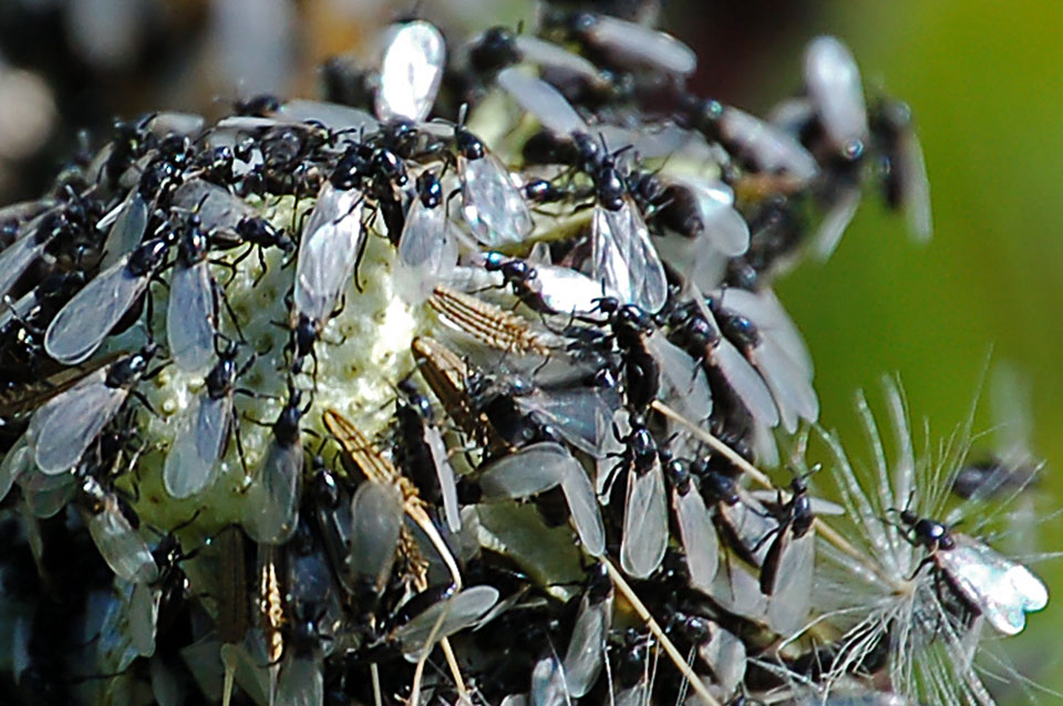 Sciami di moscerini: Scatopsidae e Bibionidae.